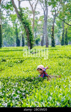 Jeune femme locale portant un panier par une sangle de tête travaillant dans une plantation de thé cueillant des feuilles de thé près du parc national de Kaziranga, Assam, ne Inde Banque D'Images