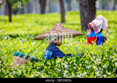 Jeune femme locale portant un panier par une sangle de tête travaillant dans une plantation de thé cueillant des feuilles de thé près du parc national de Kaziranga, Assam, ne Inde Banque D'Images