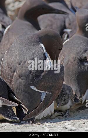 GUILLEMOT (Uria aalge) tendant à sa chiche, Royaume-Uni. Banque D'Images