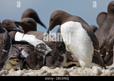 GUILLEMOTS (Uria aalge) et poussins dans une colonie de reproduction bondée, Royaume-Uni. Banque D'Images