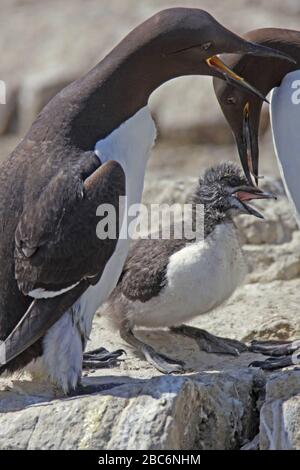 GUILLEMOT, ROYAUME-UNI. Banque D'Images