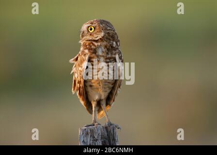 ATHENE CUNICARIA BURRAWING OWL, Speotyto cunicaria, Athene cunicularia, LLANOS, Venezuela, Amérique du Sud Banque D'Images