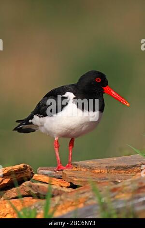 OYSTERCHATCHER, ROYAUME-UNI. Banque D'Images