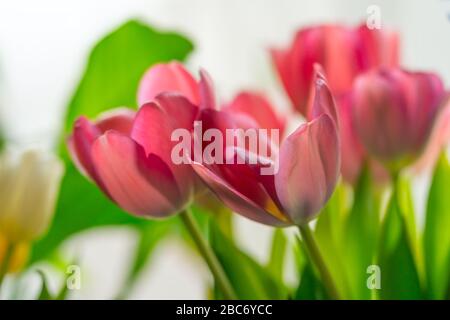 Un bouquet de tulipes roses entourées de feuilles vertes. Fond blanc brillant. Banque D'Images