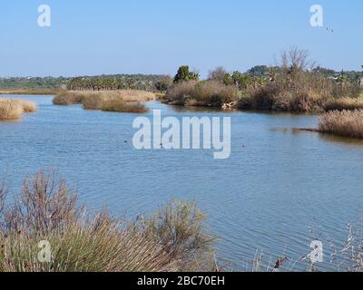 Lagoa dos Salgados, un biotope entre Armacaou de Pera et Albufeira sur la côte de l'Algarve au Portugal Banque D'Images