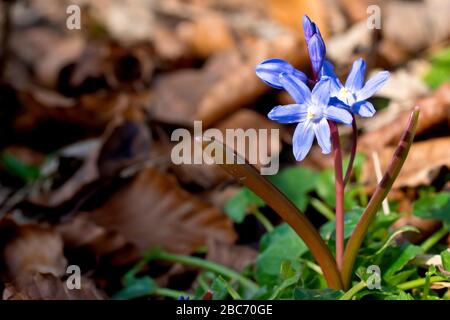 Squill de printemps (scilla verna, peut-être scilla forbesii), gros plan d'une plante solitaire florissant parmi la litière de feuilles, probablement une échappée de jardin. Banque D'Images