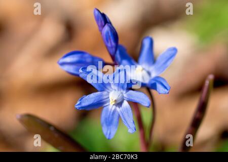 Spring Squill (scilla verna, possibly scilla forbesii), close up of a solitary plant in flower, most likely a garden escapee. Banque D'Images