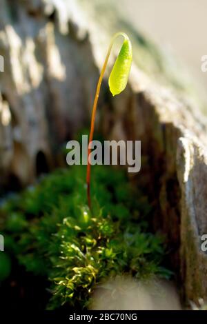 Gros plan sur la capsule de droioping de Thyme-moss (mnium hornum), qui croît probablement à l'intérieur du sommet d'un ancien fencepost. Banque D'Images