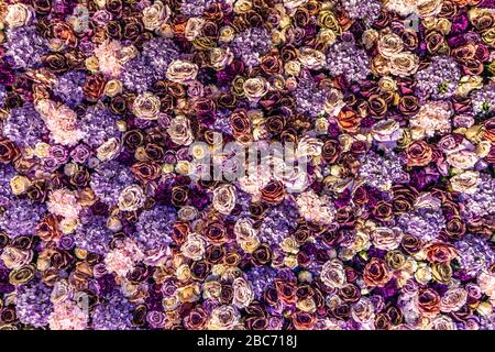 Composition multicolore de fleurs comme arrière-plan. Banque D'Images