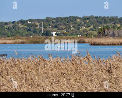 Flamingos à Lagoa dos Salgados, un biotope entre Armacaou de Pera et Albufeira sur la côte de l'Algarve au Portugal Banque D'Images