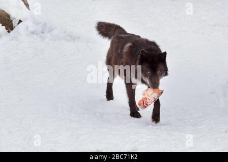 Le loup canadien noir sauvage est en train de courir avec un morceau de viande. Canis lupus pambasileus. Animaux dans la faune. Banque D'Images