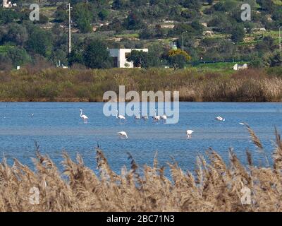 Flamingos à Lagoa dos Salgados, un biotope entre Armacaou de Pera et Albufeira sur la côte de l'Algarve au Portugal Banque D'Images