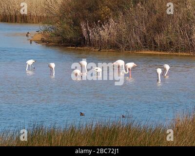 Flamingos à Lagoa dos Salgados, un biotope entre Armacaou de Pera et Albufeira sur la côte de l'Algarve au Portugal Banque D'Images