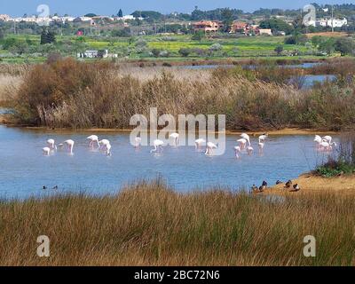 Flamingos à Lagoa dos Salgados, un biotope entre Armacaou de Pera et Albufeira sur la côte de l'Algarve au Portugal Banque D'Images