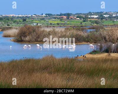 Flamingos à Lagoa dos Salgados, un biotope entre Armacaou de Pera et Albufeira sur la côte de l'Algarve au Portugal Banque D'Images