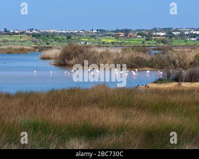 Flamingos à Lagoa dos Salgados, un biotope entre Armacaou de Pera et Albufeira sur la côte de l'Algarve au Portugal Banque D'Images