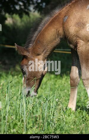Portrait de l'incroyable poulain brun debout sur le pasturage Banque D'Images