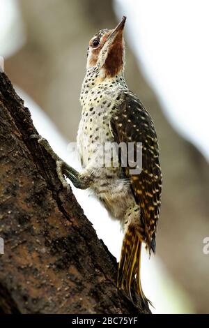 Une femme Bennett's Woodpecker se forge dans le parc national Kruger, en Afrique du Sud Banque D'Images