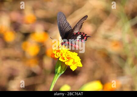 un papillon blanc suçant le jus de fleur de marigold jaune dans le jardin avec des points de mise au point sélective arrière-plans Banque D'Images