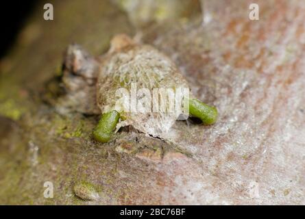 Album Viscum. L'hypocotyle vert émergeant d'une graine de GUI et s'emmenant vers l'écorce d'arbre de pomme pendant les premiers stades de la germination. ROYAUME-UNI Banque D'Images