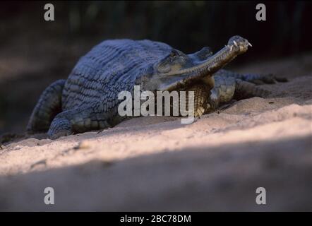 Gharial (Gavialis gangeticus), Parc National de Chitwan, Terai, Népal, Patrimoine de l'UNESCO Banque D'Images