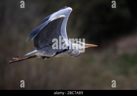 Un héron survole le Bog de Hunter dans Holyrood Park, à Édimbourg. Banque D'Images