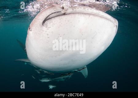 Un requin-baleine géant - Rhincodon typus - filtre se nourrit pendant qu'il nage. Pris près de l'île de Derawan, Indonésie. Banque D'Images