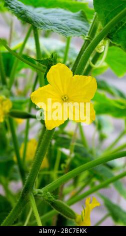 Plante de concombre avec une fleur de gros plan. Macro de jeunes concombres En Croissance. Concombre fleuri. Banque D'Images