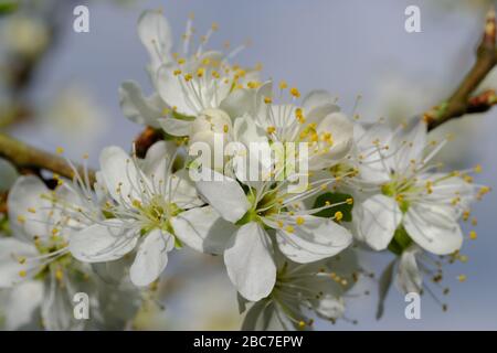 Damson Blossom, Prunus domestica, insititia, Damson Plum, fleur blanche, fruit doux, laboure jaune, fleur délicate, début de printemps, commune dans les haies. Banque D'Images