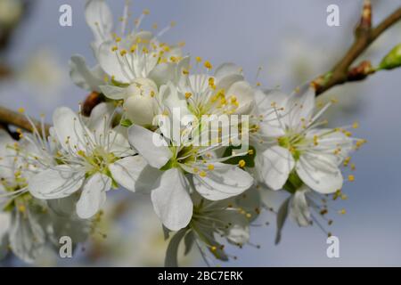 Damson Blossom, Prunus domestica, insititia, Damson Plum, fleur blanche, fruit doux, laboure jaune, fleur délicate, début de printemps, commune dans les haies. Banque D'Images