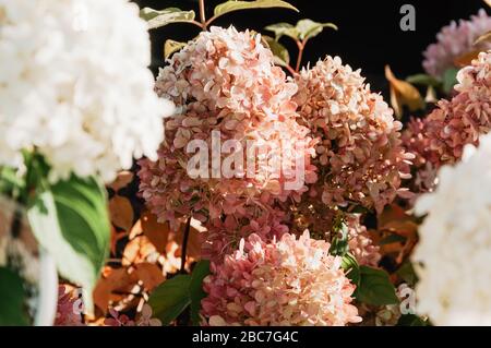 fleurs hydrangea fleuries au printemps, blanc, rose, vert, rouge Banque D'Images