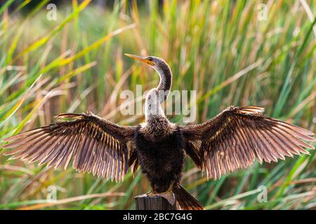 Le corps entier d'un anhinga peut être vu sécher ses ailes dans le soleil sur Sanibel Island en Floride. Banque D'Images