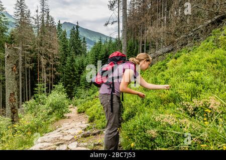 Un randonneur qui collecte des bleuets dans les montagnes Tatra, près de Zakopane, Pologne. Juillet 2017. Banque D'Images