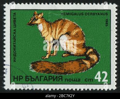 BULGARIE - VERS 1985: Cachet imprimé par la Bulgarie, montre Hemigalus derbyanus, vers 1985. Banque D'Images