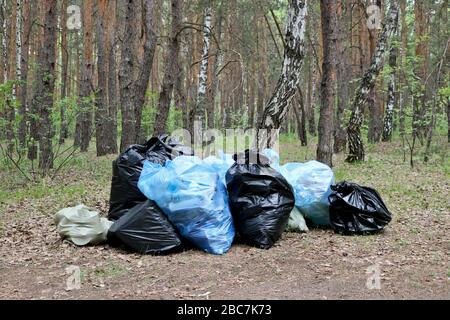 Sacs à ordures remplis de déchets parmi les arbres de la forêt. Pollution de l'environnement par les déchets ménagers. Sacs en plastique avec poubelles. Banque D'Images