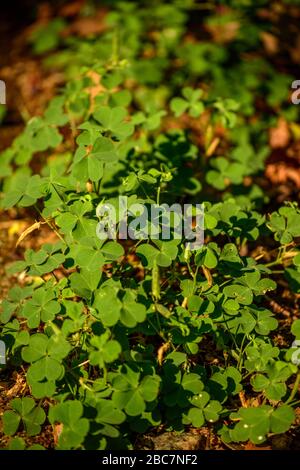 Plantes de trèfle (usine Shamrock) Banque D'Images