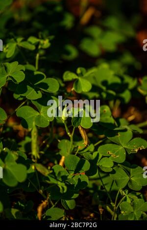 Plantes de trèfle (usine Shamrock) Banque D'Images