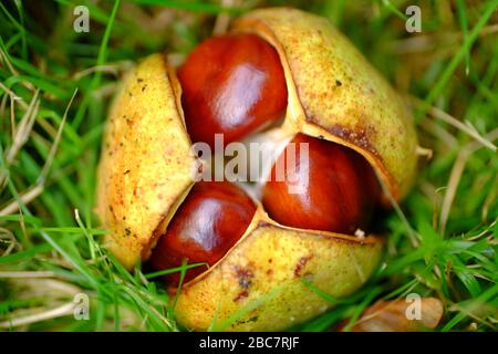 Gros plan sur les conkers (châtaignes de cheval) dans leur coquille. Banque D'Images