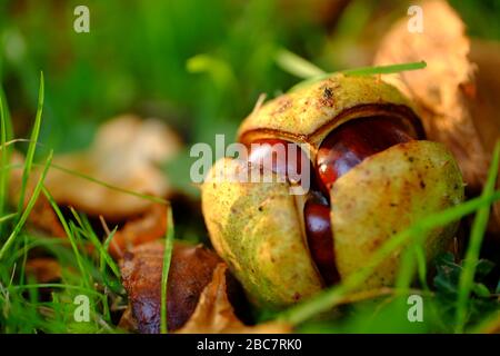 Gros plan sur les conkers (châtaignes de cheval) dans leur coquille. Banque D'Images
