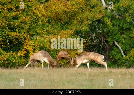 deux cerfs en jachère se ruent en automne. Banque D'Images