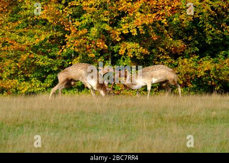 deux cerfs en jachère se ruent en automne. Banque D'Images