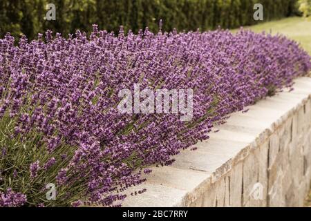 Lavande avec abeille au printemps, le jour ensoleillé, vert, violet, bleu Banque D'Images