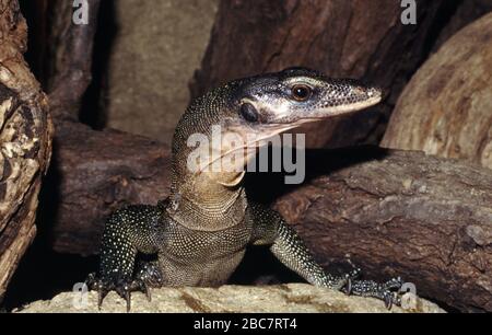 Mangrove ou lézard de surveillance du Pacifique occidental (Varanus indicus) Banque D'Images