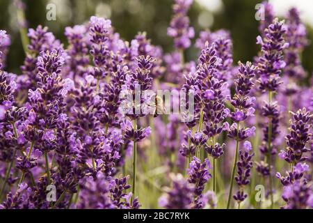 Lavande avec abeille au printemps, le jour ensoleillé, vert, violet, bleu Banque D'Images