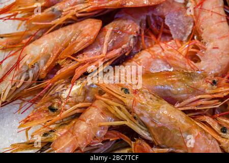 Les crevettes oranges sont en vente sur la glace sur le marché local Banque D'Images