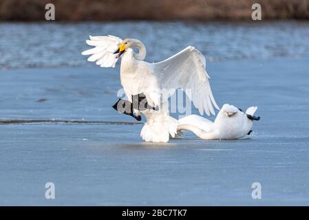 Toboggan de cygne de hooper. Whooper cygne crash sur le sol. Banque D'Images