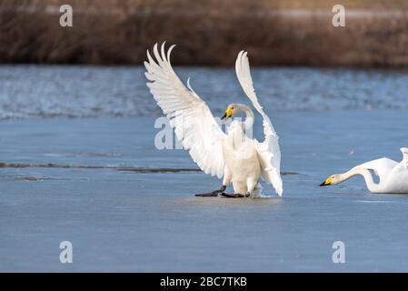Toboggan de cygne de hooper. Whooper cygne crash sur le sol. Banque D'Images