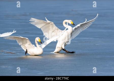 Toboggan de cygne de hooper. Whooper cygne crash sur le sol. Banque D'Images