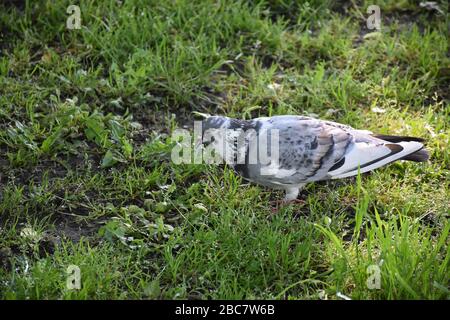 Un pigeon gris-blanc se dresse et se tasse sur l'herbe Banque D'Images