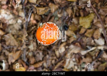 chapeau de champignon rouge de l'espèce amanite muscaria photographié d'en haut et émergeant des feuilles sèches de la sous-croissance Banque D'Images